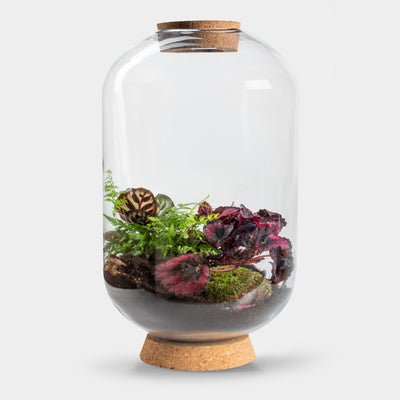 Mandy Mangrove - Terrarium Met Led - 50Cm