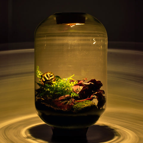 Mandy Mangrove - Terrarium Met Led - 50Cm