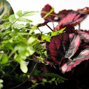 Mandy Mangrove - Terrarium Met Led - 50Cm