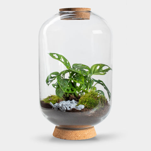 Mandy Monstera - Terrarium Met Led - 50Cm