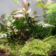 Ecolight Xxl  Botanical Incl. Standaard - Terrarium Met Lamp - 80Cm