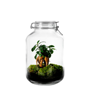 Gaia Bonsai- Terrarium - 30Cm