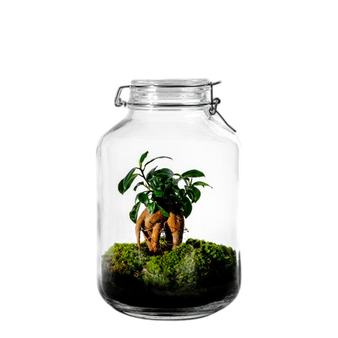 Gaia Bonsai- Terrarium - 30Cm