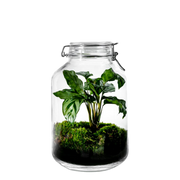 Gaia Calathea- Terrarium - 30Cm