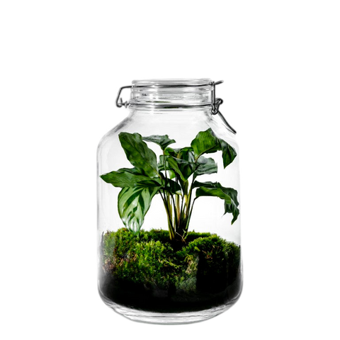 Gaia Calathea- Terrarium - 30Cm
