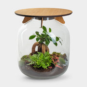 Hebe Bonsai - Terrarium Tafel - 45Cm