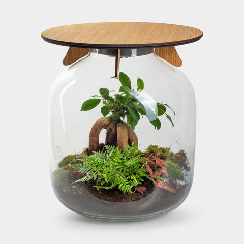 Hebe Bonsai - Terrarium Tafel - 45Cm