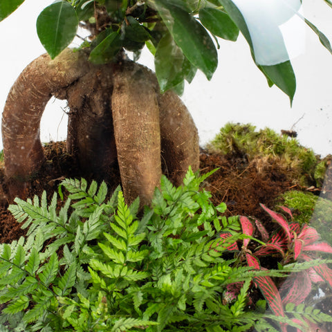 Hebe Bonsai - Terrarium Tafel - 45Cm